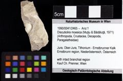 Foto (Objket + Etiketten) von Discutiolira moesica (Muţiu & Bădăluţă, 1971) 